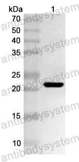 Валидация AntibodySystem PHA50101