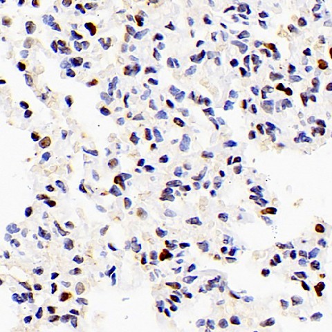 Валидация Elabscience E-AB-70285