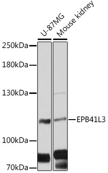 Валидация Elabscience E-AB-90476