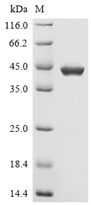 SDS-PAGE