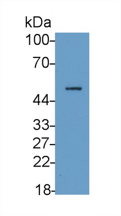 21797