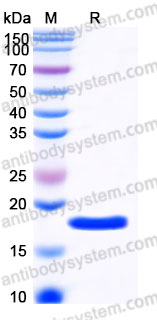 AHD08002, SDS-PAGE