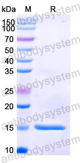 Валидация SDS-PAGE - AntibodySystem RHC45302