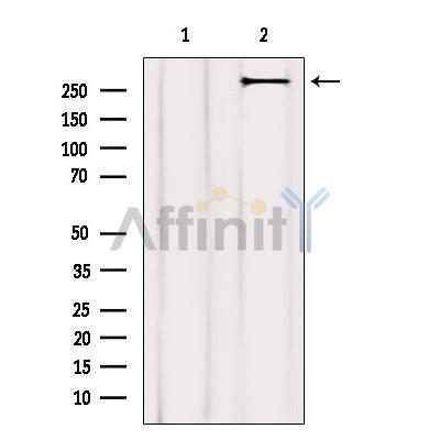 Валидация Affinity AF6421 - 3723