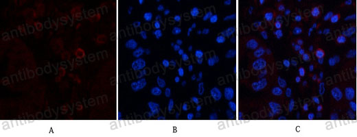 Валидация IF - AntibodySystem RHC34010