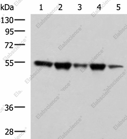 Вестерн-блоттинг, FKBP5, клеточные линии A172, HeLa, HepG2, K562 и PC3