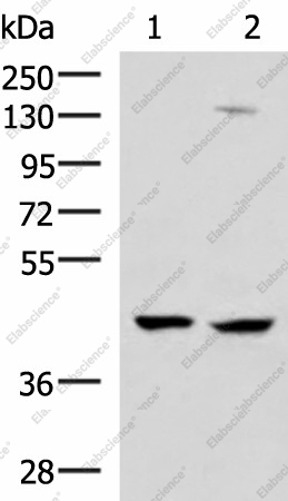 Вестерн-блоттинг, MAGEC2, клетки 293T и Jurkat