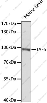 Вестерн-блоттинг, TAF5, мозг мыши