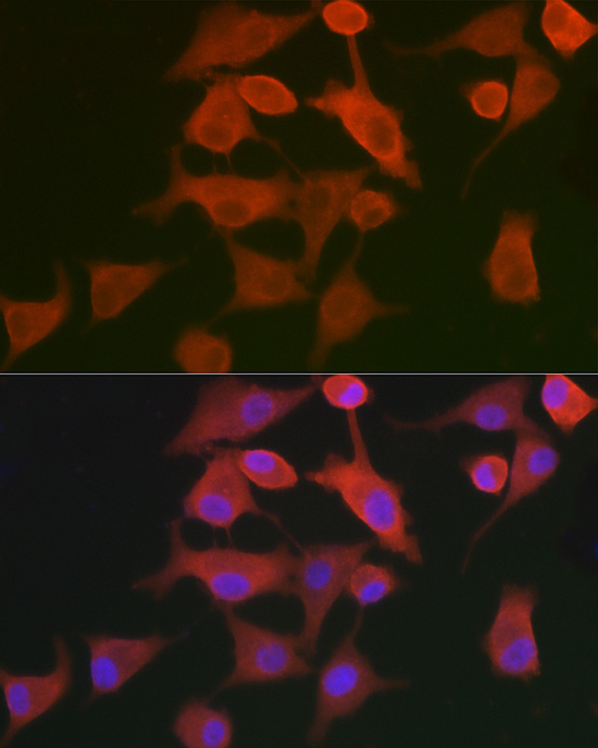 Валидация Elabscience E-AB-92269