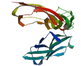 Intercellular Adhesion Molecule 1 (ICAM1) Intercellular Adhesion Molecule 1 (ICAM1)