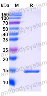Валидация SDS-PAGE - AntibodySystem RHB94404