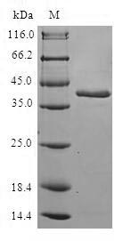 SDS-PAGE