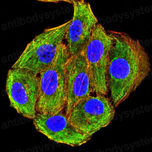 Валидация IF - AntibodySystem RHE47001