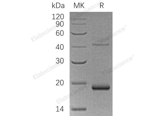 Валидация Elabscience PKSH033197(3547)