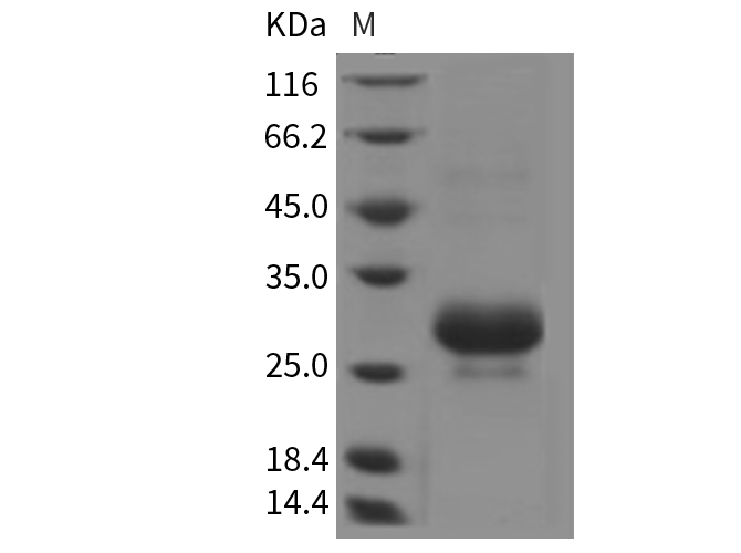 Валидация Elabscience PKSR030148(5515)