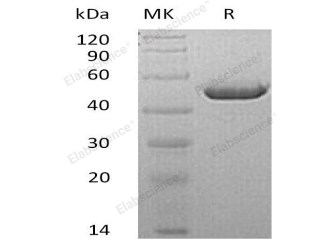 Валидация Elabscience PKSM040976(4914)