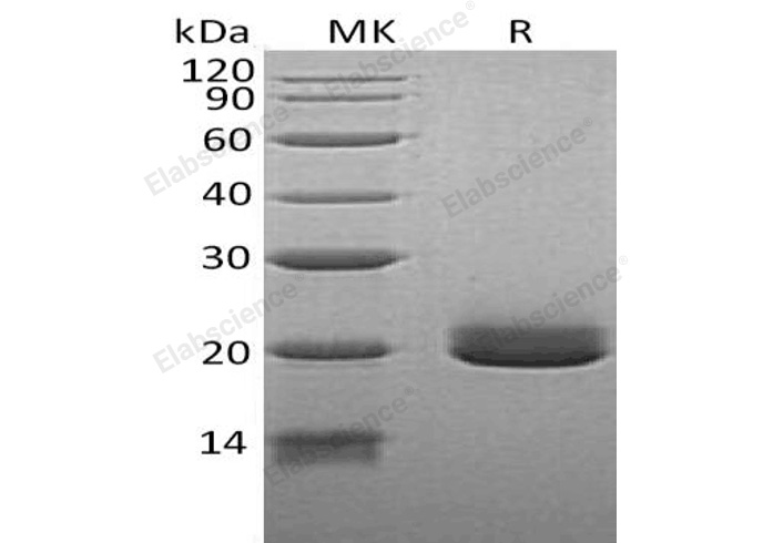 Валидация Elabscience PKSH032391(2873)