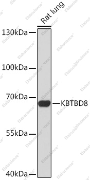 Вестерн-блоттинг, KBTBD8, ткань легкого крысы
