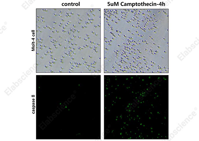 Валидация Elabscience E-CK-A488 - 164