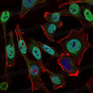 Валидация IF - AntibodySystem RHB05002