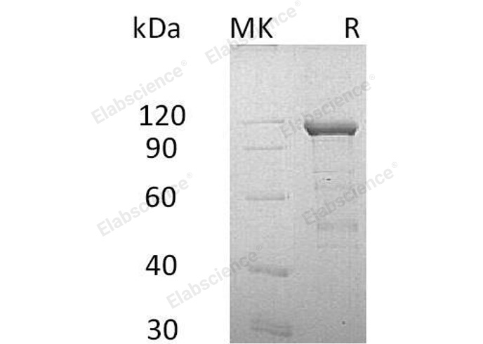 Валидация Elabscience PKSH032137(2670)