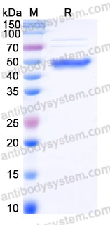 EHJ35102, SDS-PAGE