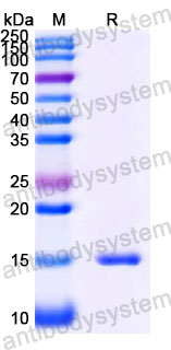 Валидация SDS-PAGE - AntibodySystem RHH38601