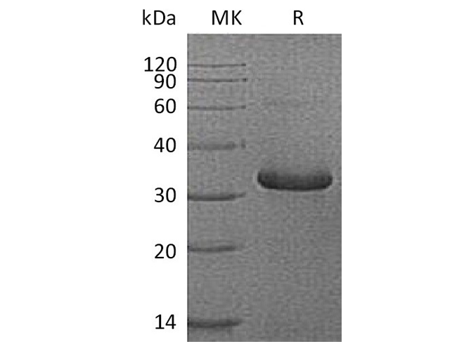 Валидация Elabscience PKSH033643(3928)