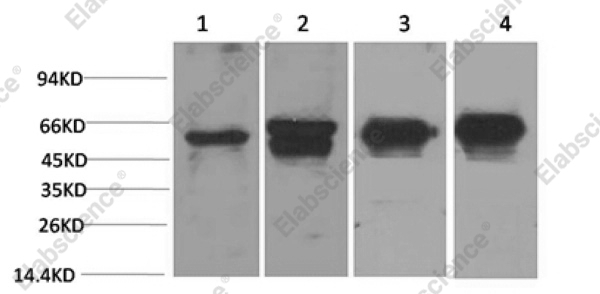 Вестерн-блоттинг, c-Fos, клетки HeLa, 293T и ткань мозга мыши и крысы