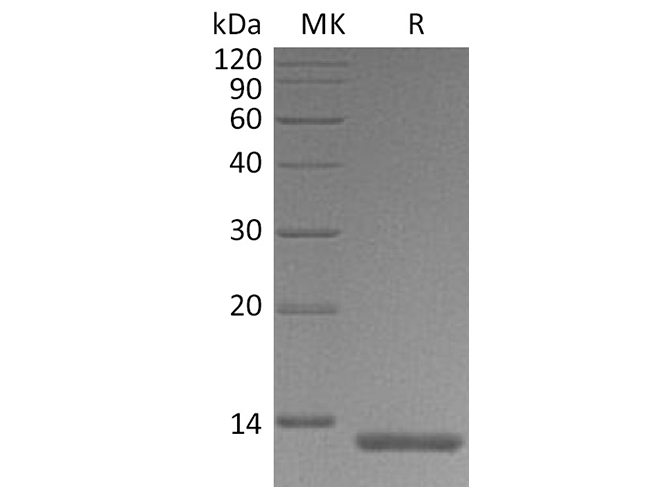 Валидация Elabscience PKSH033548(3847)