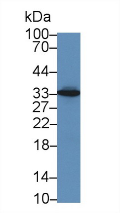 9758