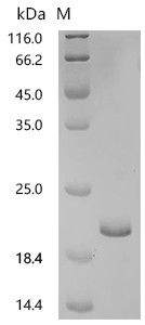 SDS-PAGE