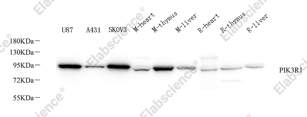 Вестерн-блоттинг, PI 3 kinase p85 alpha, различные образцы