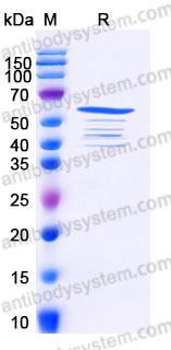 YHB05102, SDS-PAGE