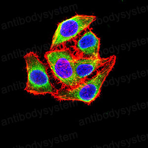 Валидация IF - AntibodySystem RHC83101