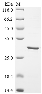 SDS-PAGE
