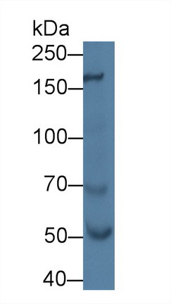 8524