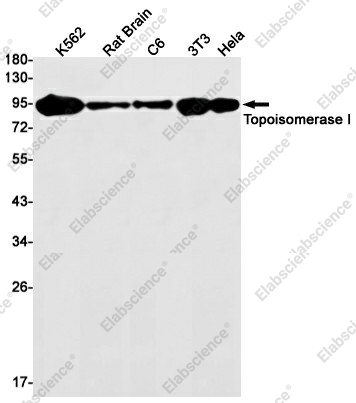 Вестерн-блоттинг, Topoisomerase I, клетки K562, мозг крысы, C6, 3T3, HeLa