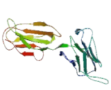 Poliovirus Receptor Related Protein 2 (PVRL2) Poliovirus Receptor Related Protein 2 (PVRL2)