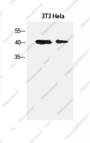 Вестерн-блоттинг, α-SMA, клетки 3T3 и HeLa