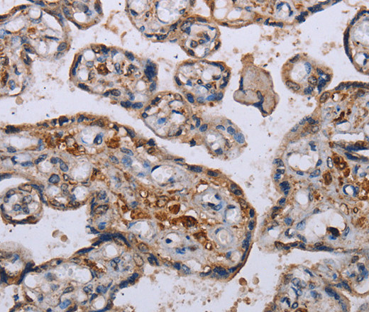 Валидация Elabscience E-AB-11362