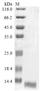 SDS-PAGE