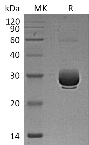 Валидация Elabscience PKSM041360(5254)