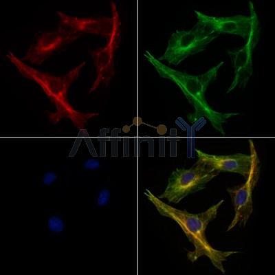 Валидация Affinity AF7617 - 4288