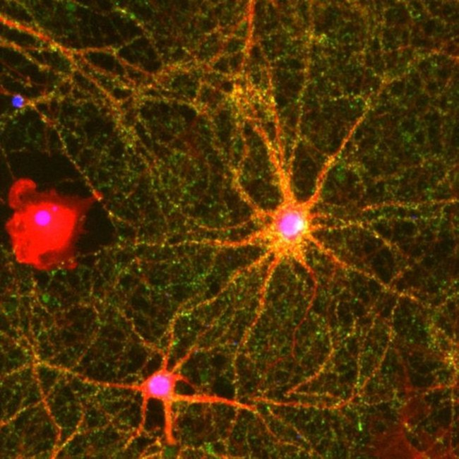 Валидация AssayVector ARM2721(5225)