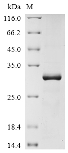 SDS-PAGE