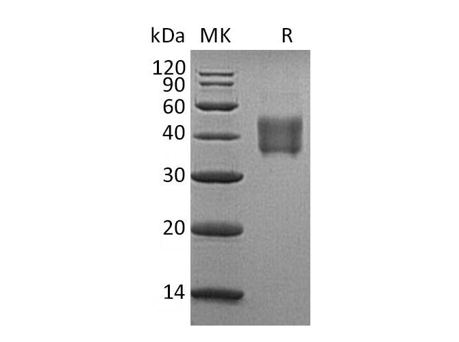 Валидация Elabscience PKSH033062(3433)