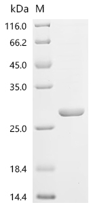 SDS-PAGE