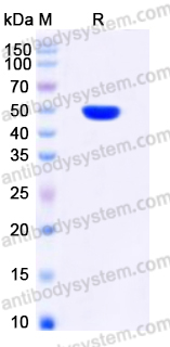 YHE01002, SDS-PAGE