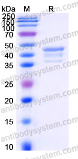 YHE98401, SDS-PAGE